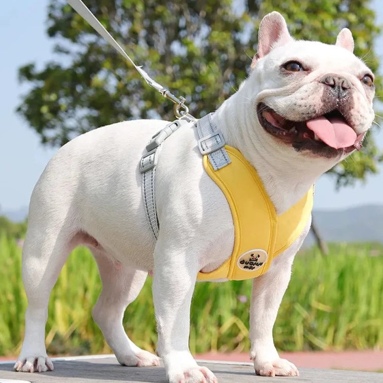 Kit Coleira Peitoral & Guia Pet